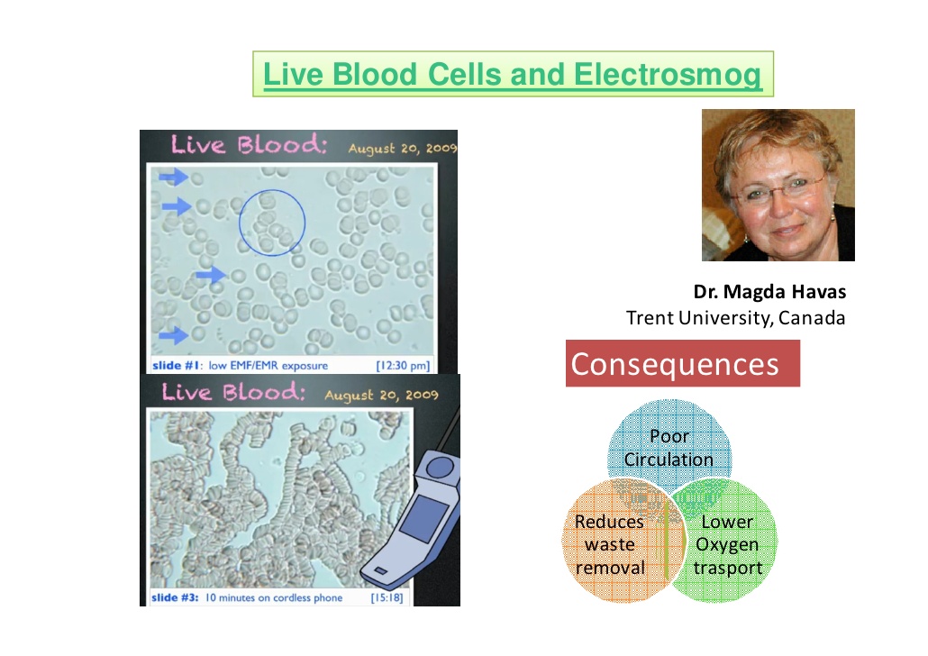live blood cells and electrosmog